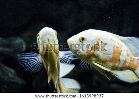 Underwater world and its beauty. Aquarium with fish.
