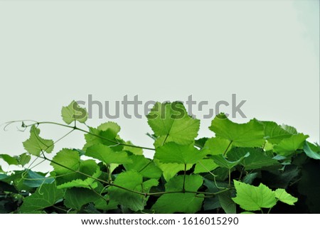 Closeup nature view of green grape leaves with space background in garden. fresh wallpaper concept with free space for placing text.