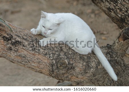 Relaxed domestic cat at home, indoor
