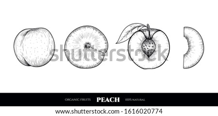 Vector peaches hand drawn sketch. Sketch vector food illustration. Vintage style