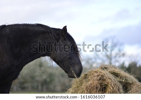 
Black horse eating from a pile of hay