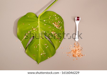 Green leaf of monstera home plant sprinkled with pink salt and facial massager isolated on pastel background. Close up photography of leaf with texture