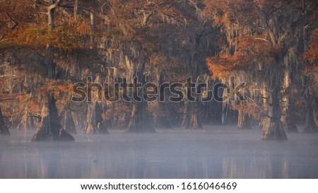 This is the picture of sunrise at Caddo Lake Texas, Louisiana, USA