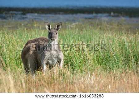 Western Grey Kangaroo feeding in a natural wetland environment, close up detail with room for text. South Australia.