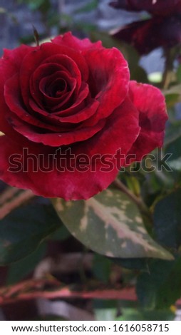 I just tried to showcase the beauty of nature with this really simple pic of maroon rose.