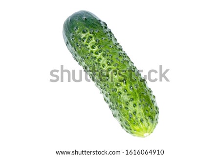 Classic young cucumber gherkin. White background without shadow. In isolation.