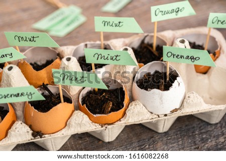 Plantings seeds in eggshells and labeling them with small plant tags. Royalty-Free Stock Photo #1616082268