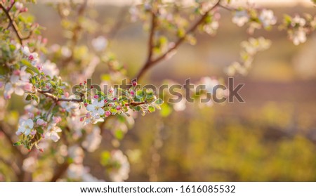 Close up of blooming buds of apple tree in the garden. Blooming apple orchard in spring sunset. Blurred background with place for text.