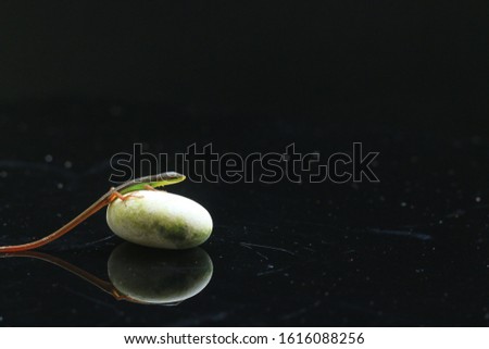 a small lizard on a white stone with a dark, dark background in a macro photo