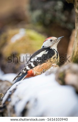 The Middle Spotted Woodpecker,  Dendrocoptes medius is sitting on the branch, somewhere in the forest, colorful background and nice soft light, winter picture with the snow 