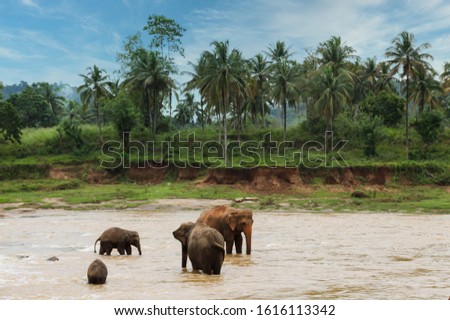 Pinnawala Elephants in the river - Sri Lanka