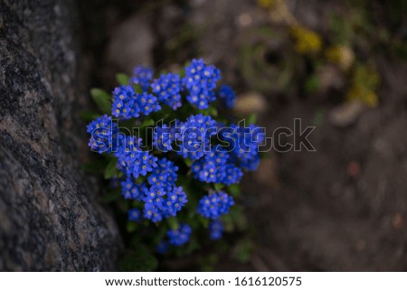 Pictures of garden flowers with a shallow depth of field