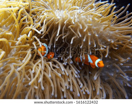 orange clown fish on the background of anemones on a coral reef     