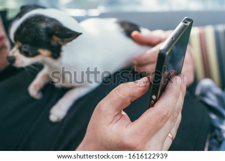 Man hold little and cute dog chihuahua on his belly, and looking to his smart phone. Selective focus macro shot with shallow DOF