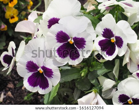 Beautiful white and purple Pansy flowers, close up. Fresh colorful blossoms of edible Viola tricolor pansies. Popular garden pansy blooming in nature. Cultivated, hybrid plant of the Violaceae family.