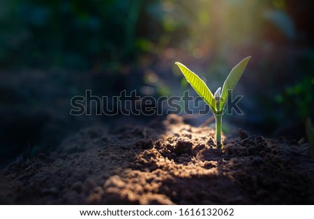 Growing plant,Young plant in the morning light on ground background, New life concept.Small plants on the ground in spring.fresh,seed,Photo fresh and Agriculture concept idea. Royalty-Free Stock Photo #1616132062
