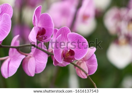 Pink flowers phalaenopsis orchid, living tropical plant. Orchid Phalaenopsis. Flowers in a botanical garden or flower shop.