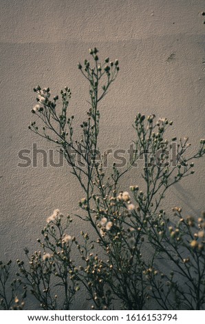 Outdoor photo of green plant against wall