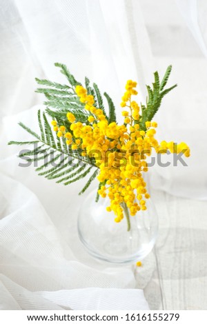 Mimosa in a glass vase, still life, postcard for March 8. Spring