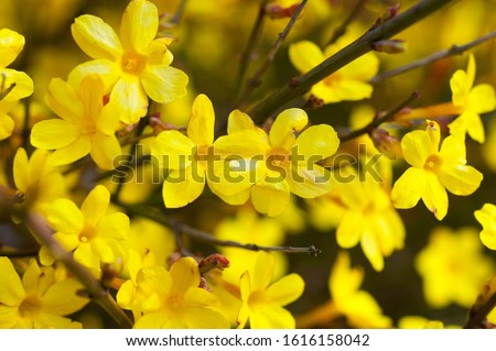 Yellow bloom of a winter jasmine bush. Royalty-Free Stock Photo #1616158042