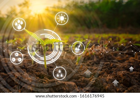 Sapling mung bean in agriculture garden with light shines sunset and with modern technology concepts Royalty-Free Stock Photo #1616176945