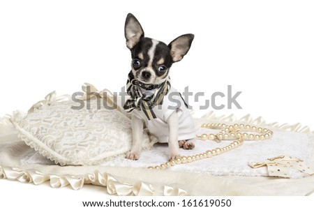 Dressed up Chihuahua puppy sitting, looking at the camera, 4 months old, isolated on white