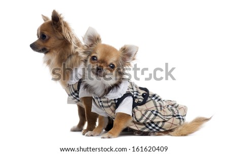 Two dressed up Chihuahuas next to each other, isolated on white