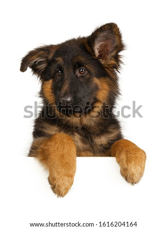 Puppy German Shepherd holding a banner isolated on a white background
