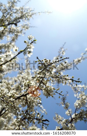flowering tree on a background of blue sky and glare of sunlight. warm spring day