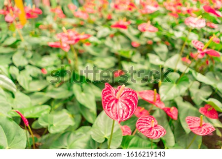 Red anthurium flowers in garden