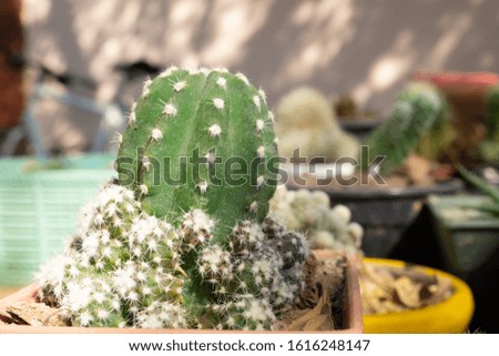 Cactus on pot in plant garden.