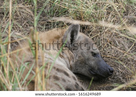 A spotted hyaena lying during the day in a storm water pipe in the South African bushveld. 