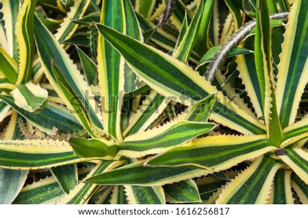 Agave cactus green and colourful leaves texture background