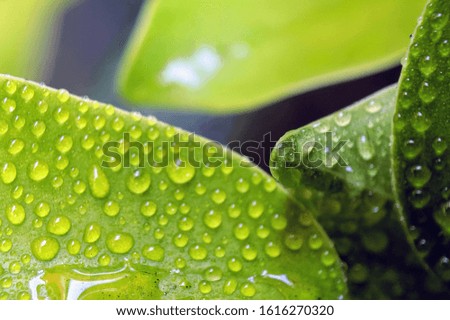 Close-up images of water on leaves, subject is blurry, too soft, or out of focus when view at full resolution