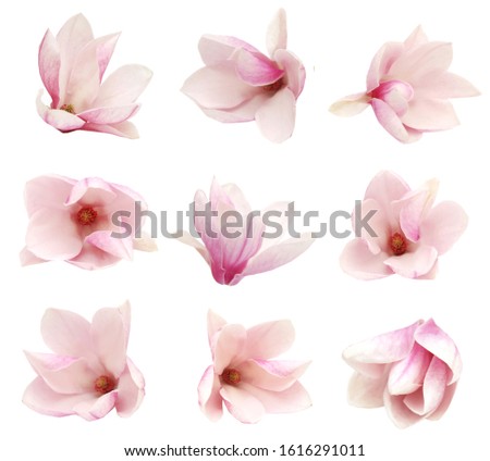 spring magnolia blooming isolated white Royalty-Free Stock Photo #1616291011