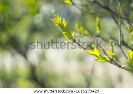 Sunlit green leaves on a tree branch. Beautiful spring background. The concept of new life and youth