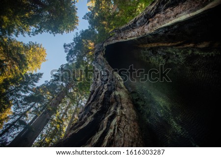 This is the picture of Giant Tree and Blue Sky