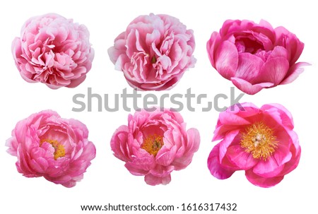 Beautiful peonies on white background. Pink flowers isolated.