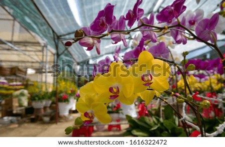Background with beauty phalaenopsis flower or moth orchids plant in the garden, photos was taken at new year in vietnam