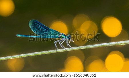Feeding male banded demoiselle dragonfly profile on green stem. Calopteryx splendens. Odonata. Predatory damselfly eating a caught prey. Cute blue insect with closed wings. Yellow bokeh on background. Royalty-Free Stock Photo #1616340352