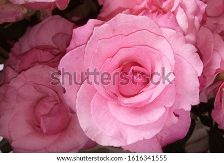 beautiful roses flower in the basket, nature photo object