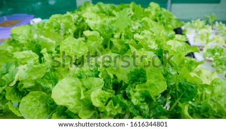 Lettuce salad vegetables growing in hydroponic farm, organic vegetables