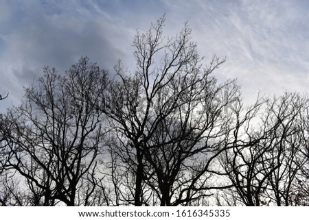 Trees on cloudy sky background.