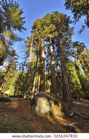 Sequoia National Park, California, USA - View of Giant Sequoia Trees