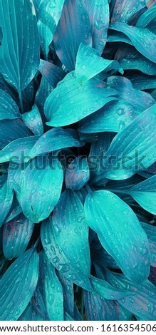 Fresh tropical leaves of a plant after rain, place for text, wallpaper