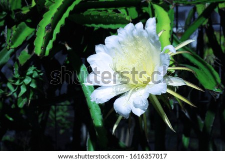 Blossom white flower of dragon fruit, night blooming flower.