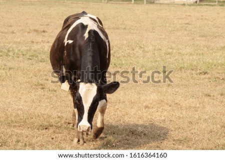 Black and white cow picture in Farm.  