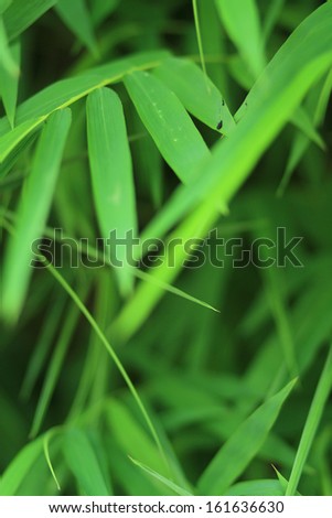 cool green bamboo leafs background
