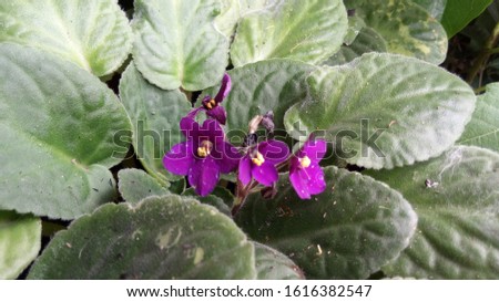 purple flower and leaves, nature photo object