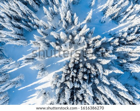 Beautiful winter landscape with snow covered spruce trees. Majestic landscape in the cold winter morning